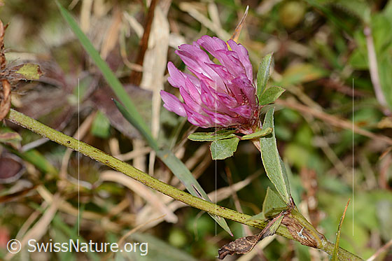 Foto: Rot-Klee (Trifolium pratense). Blüte. Ansicht von schräg oben.