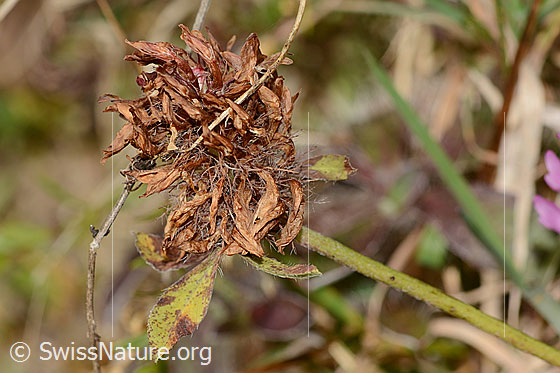 Rot-Klee (Trifolium pratense)