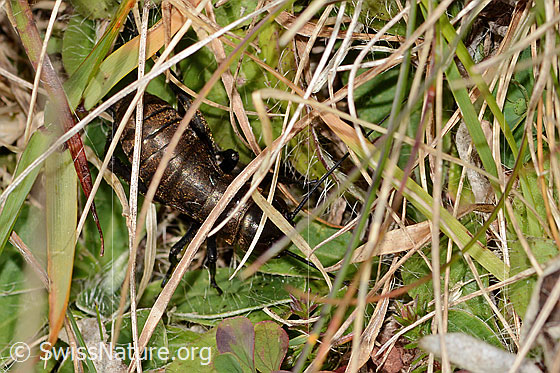 Photo: Gryllus campestris. Length 16mm. Late nymph stage. View from above.
