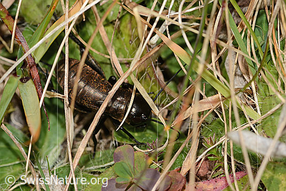 Photo: Gryllus campestris. Length 16mm. Late nymph stage. View from above.