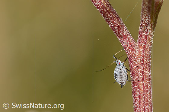 Foto: Wahrscheinlich Macrosiphoniella subterranea (Blattlaus). Länge 2mm. Ansicht von der Seite.