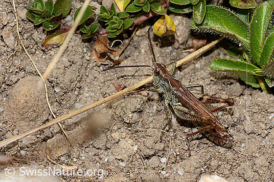 Foto: Wahrscheinlich Nachtigall-Grashüpfer (Chorthippus biguttulus). Länge 16mm. Weibchen. Ansicht von seitlich hinten oben.