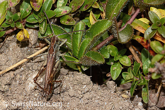 Foto: Wahrscheinlich Nachtigall-Grashüpfer (Chorthippus biguttulus). Länge 16mm. Weibchen. Ansicht von oben.