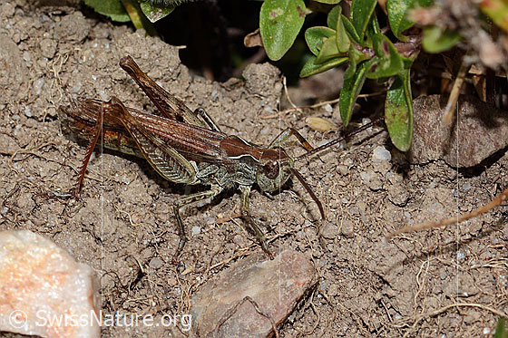 Foto: Wahrscheinlich Nachtigall-Grashüpfer (Chorthippus biguttulus). Länge 16mm. Weibchen. Ansicht von seitlich vorne oben.
