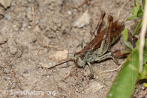 Foto: Wahrscheinlich Nachtigall-Grashüpfer (Chorthippus biguttulus). Länge 16mm. Weibchen. Ansicht von seitlich vorne oben.