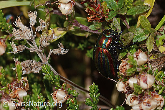 Foto: Längsgestreifter Blattkäfer (Chrysomela cerealis). Länge 8mm. Wird auch Chrysolina cerealis genannt. Ansicht von seitlich oben.