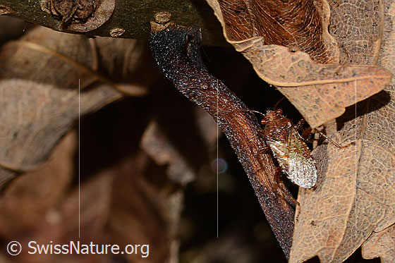 Photo: Rhopalus subrufus. Length 7mm. View from behind top.