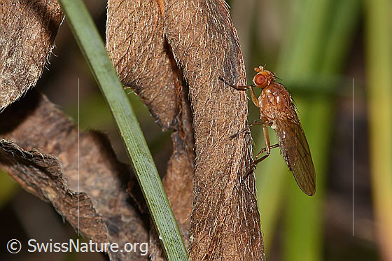 Suillia bicolor (Scheufliege)