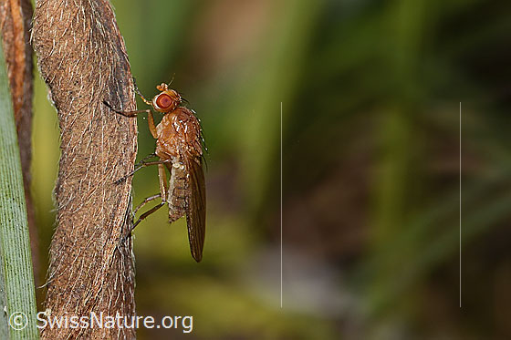 Foto: Wahrscheinlich Suillia bicolor (Scheufliege). Länge 6 - 8mm. Ansicht von der Seite.