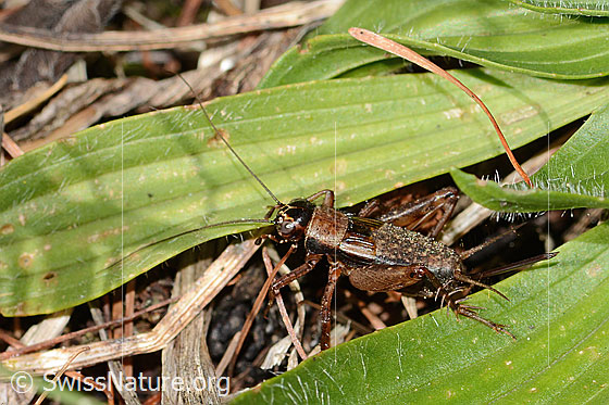 Waldgrille (Nemobius sylvestris)