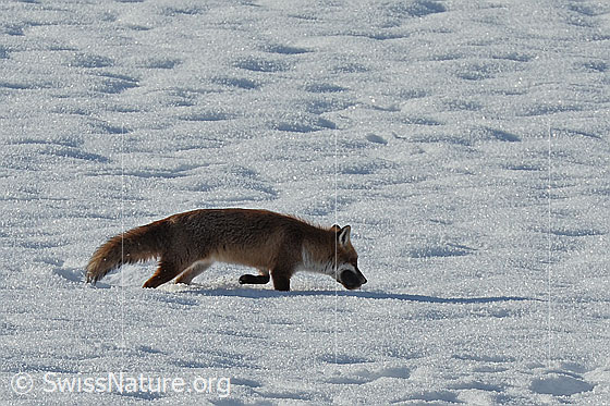 Er hat die Maus erwischt und trägt sie in der Schnauze in Richtung seines Baus.
