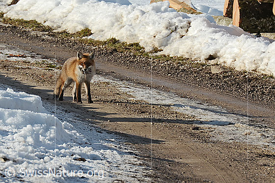 Photo: Vulpes vulpes. A fox with a captured mouse in its mouth spots the photographer.