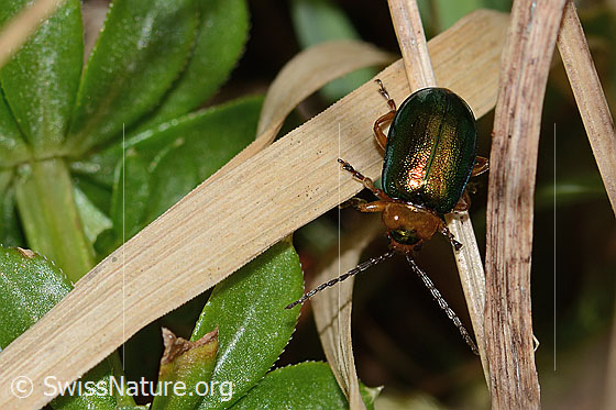 Foto: Hallescher Blattkäfer (Sermylassa halensis). Länge 7mm. Ansicht von vorne oben.