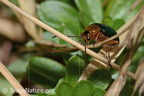 Foto: Hallescher Blattkäfer (Sermylassa halensis). Länge 7mm. Ansicht von vorne unten.