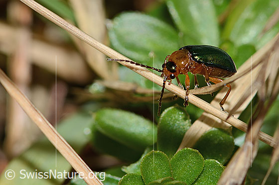 Foto: Hallescher Blattkäfer (Sermylassa halensis). Länge 7mm. Ansicht von seitlich vorne.