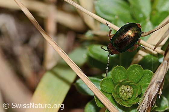 Foto: Hallescher Blattkäfer (Sermylassa halensis). Länge 7mm. Ansicht von oben.