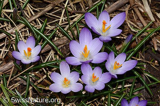 Foto: Frühlings-Krokus (Crocus albiflorus). Blüten.