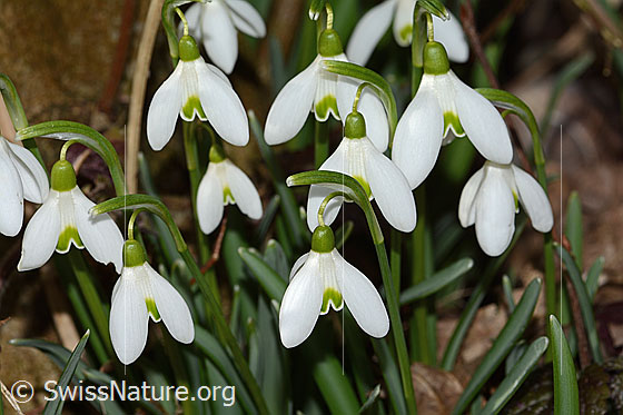 Foto: Schneeglöckchen (Galanthus nivalis). Blüten.