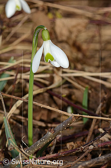 Foto: Schneeglöckchen (Galanthus nivalis). Einzelnes Exemplar.