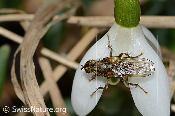 Foto: Gelbe Dungfliege (Scathophaga stercoraria) auf Schneeglöckchen (Galanthus nivalis). Ansicht von oben.
