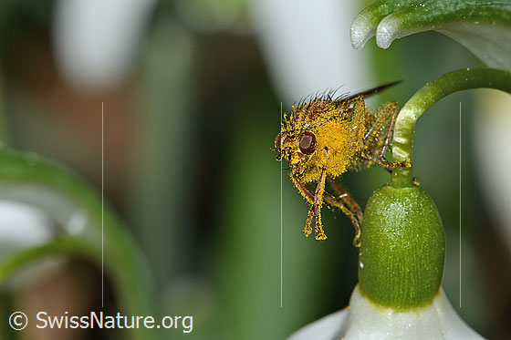 Foto: Gelbe Dungfliege (Scathophaga stercoraria) auf Schneeglöckchen (Galanthus nivalis). Ansicht von vorne.