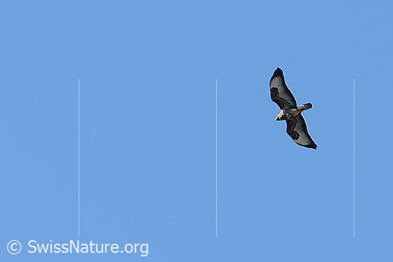 Foto: Mäusebussard (Buteo buteo). Im Flug. Ansicht von schräg unten.