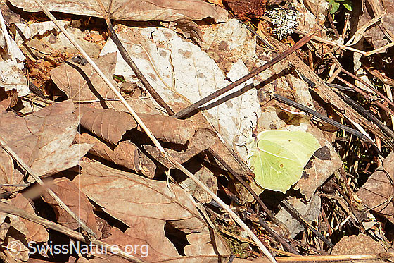 Foto: Zitronenfalter (Gonepteryx rhamni). Flügel geschlossen. Ansicht von der Seite.