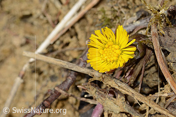Foto: Huflattich (Tussilago farfara). Blüte. Durchmesser: 15mm.