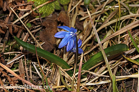 Foto: Sibirischer Blaustern (Scilla siberica). Ganze Pflanze (Habitus).