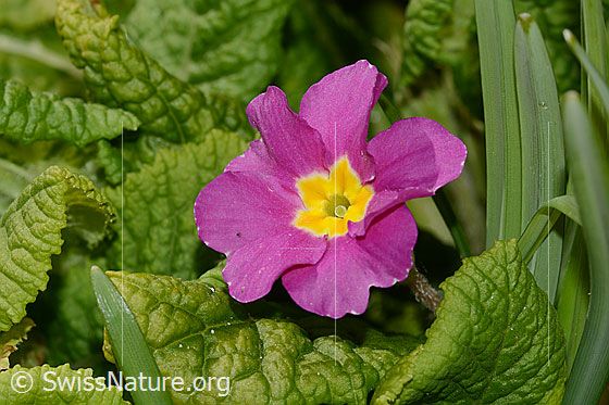 Stängellose Schlüsselblume (Primula acaulis)
