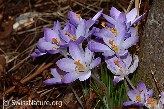 Foto: Frühlings-Krokus (Crocus albiflorus). Weit geöffnete Blüten.