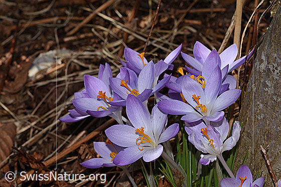Foto: Frühlings-Krokus (Crocus albiflorus). Weit geöffnete Blüten.
