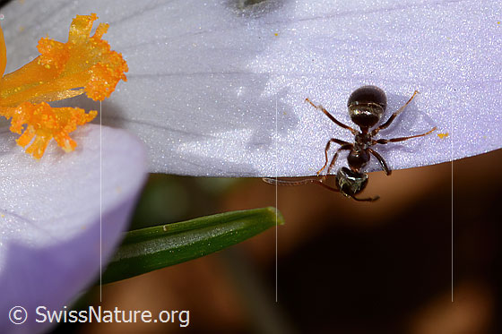 Schwarze Wegameise (Lasius niger) auf Frühlings-Krokus (Crocus albiflorus)