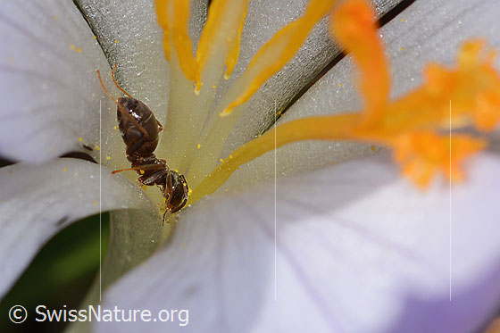 Photo: Lasius niger on Crocus albiflorus. Length 4mm. View from the side.