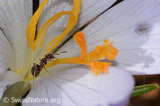 Foto: Schwarze Wegameise (Lasius niger) auf Frühlings-Krokus (Crocus albiflorus). Länge 4mm. Ansicht von seitlich oben.