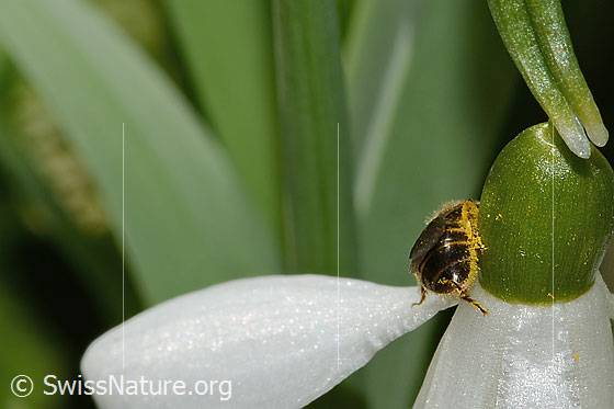 Photo: Lasioglossum calceatum on Galanthus nivalis. Length 8mm. Female. View from behind.