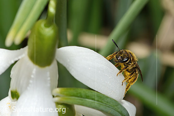 Photo: Lasioglossum calceatum on Galanthus nivalis. Length 8mm. Female. View from the front.