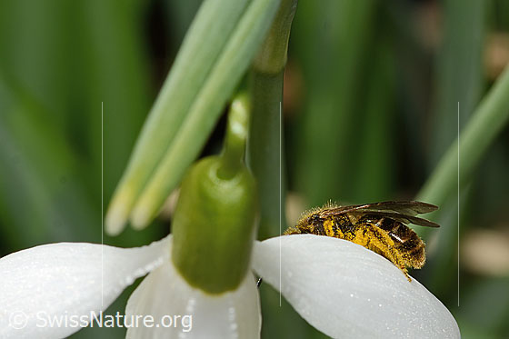 Photo: Lasioglossum calceatum on Galanthus nivalis. Length 8mm. Female. View from the side.