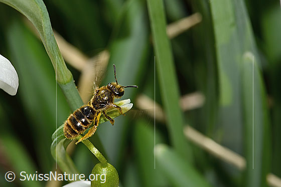 Photo: Lasioglossum calceatum on Galanthus nivalis. Length 8mm. Female. View from above.