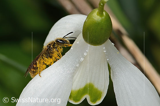 Photo: Lasioglossum calceatum on Galanthus nivalis. Length 8mm. Female. View from the side.