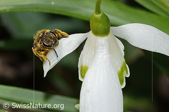 Photo: Lasioglossum calceatum on Galanthus nivalis. Length 8mm. Female. View from the front.