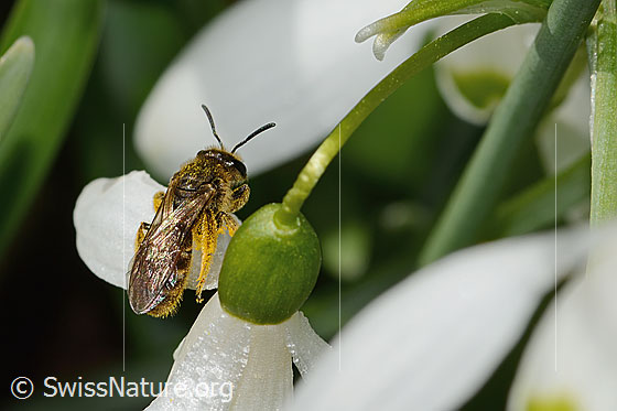Photo: Lasioglossum calceatum on Galanthus nivalis. Length 8mm. Female. View from above.