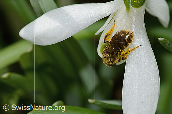 Photo: Lasioglossum calceatum on Galanthus nivalis. Length 8mm. Female. View from behind top.
