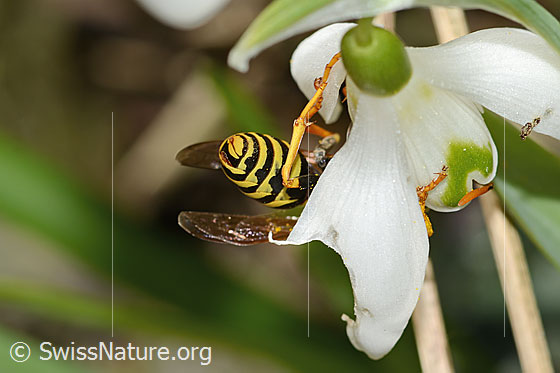 Foto: Französische Feldwespe (Polistes dominula) auf Schneeglöckchen (Galanthus nivalis). Länge 16mm. Weibchen. Ansicht von hinten.
