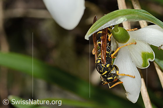 Photo: Polistes dominula on Galanthus nivalis. Length 16mm. Female. View from above.