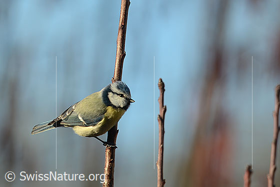 Foto: Blaumeise (Cyanistes caeruleus). Ansicht von der Seite.