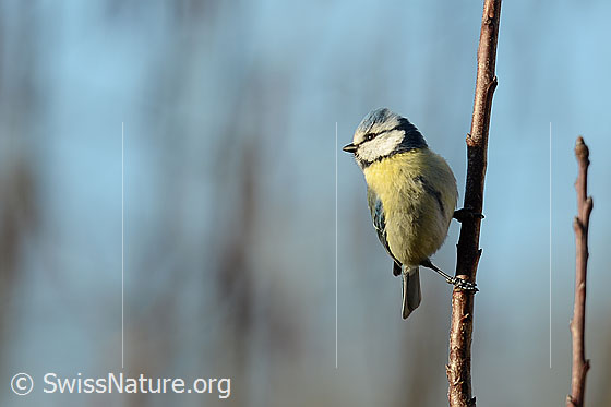 Foto: Blaumeise (Cyanistes caeruleus). Ansicht von vorne.