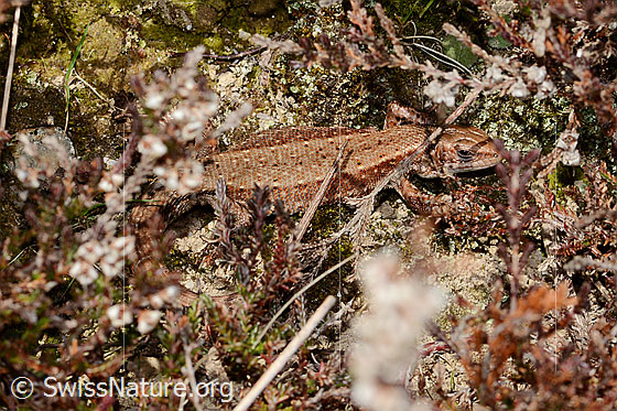 Foto: Waldeidechse (Zootoca vivipara). Ansicht von seitlich oben.
