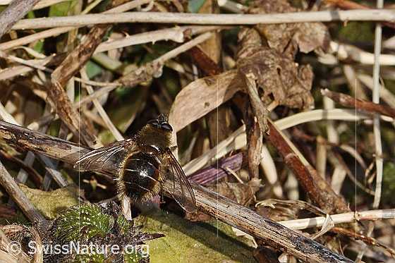 Photo: Tachina ursina. Length 10 - 16mm. Male. View from behind top.