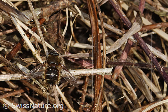 Tachina ursina (Raupenfliege)